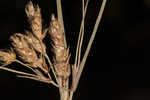 Canby's bulrush